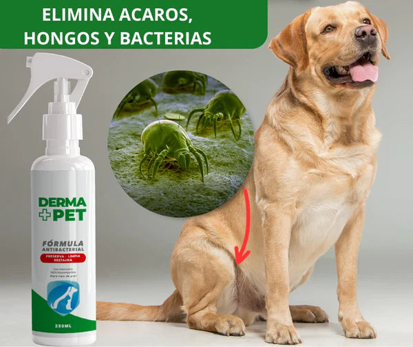 DERMA + PET